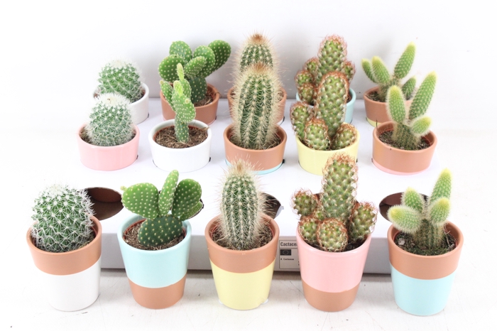 <h4>arr3 OV - Ker. Lima pearls cactus</h4>