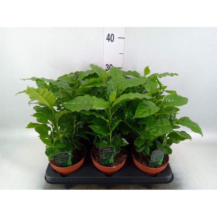 <h4>Coffea arabica</h4>