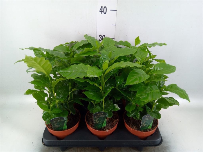 Coffea arabica