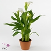 Zantedeschia Siberia 14Ø 40cm 5fl
