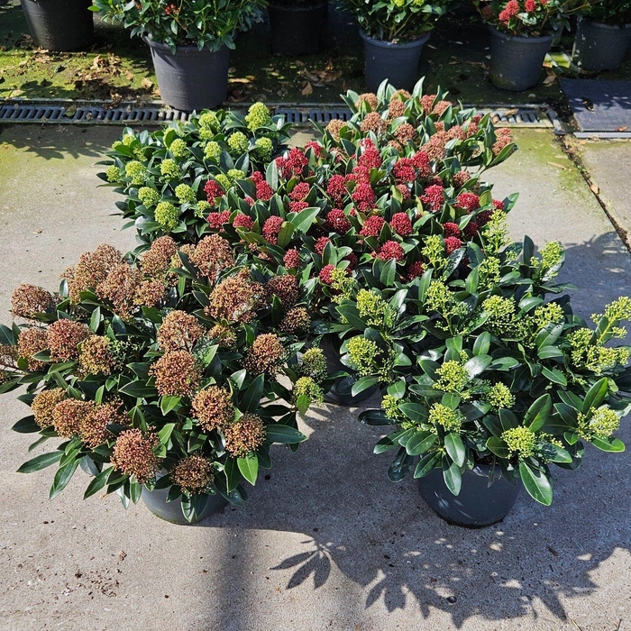 <h4>Skimmia Mix Laag P27</h4>
