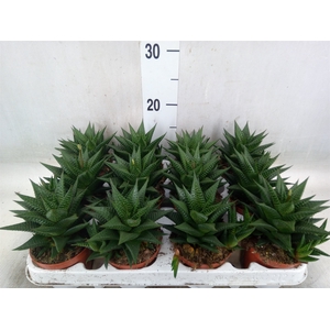 Haworthia limifolia