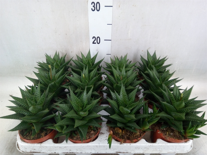 <h4>Haworthia limifolia</h4>