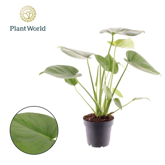 <h4>Monstera deliciosa</h4>