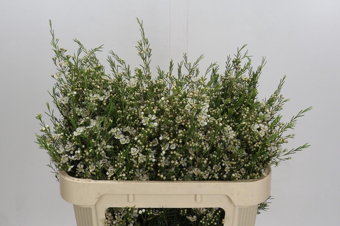 <h4>Chamelaucium Ofir</h4>