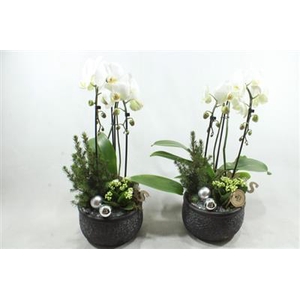 0323 KER X2 PHALEANOP