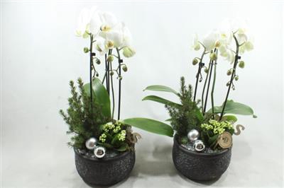 <h4>0323 KER X2 PHALEANOP</h4>