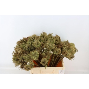 Dille Zaaddoos Naturel Small 60cm Per Tak