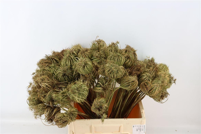 <h4>Dille Zaaddoos Naturel Small 60cm Per Tak</h4>
