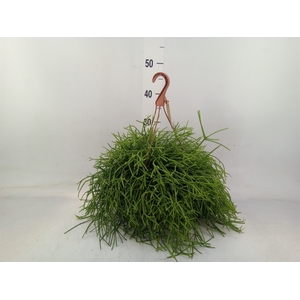 Rhipsalis heteroclada