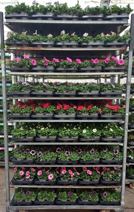 <h4>PET SURF MIXK</h4>