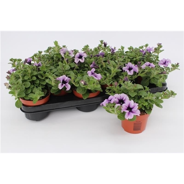 Petunia Blue Vein