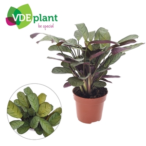 Ctenanthe burle-marxii 'Amagris'