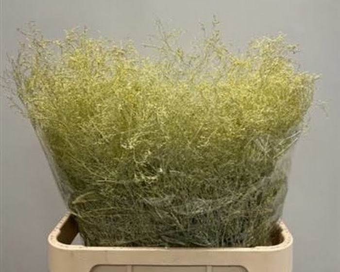 <h4>Limonium Beltlaard Klb Creme</h4>