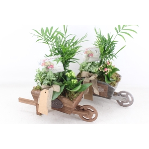Arr2 Td - Houten Kruiwagen - Roze/wit