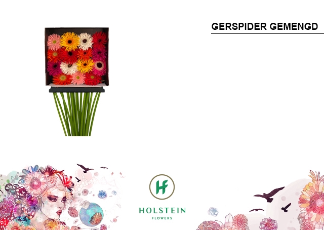 <h4>Gerbera Spider Mix Spider Diamond Per Kaart</h4>