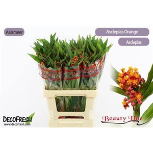 Ascl Incarnata Orange