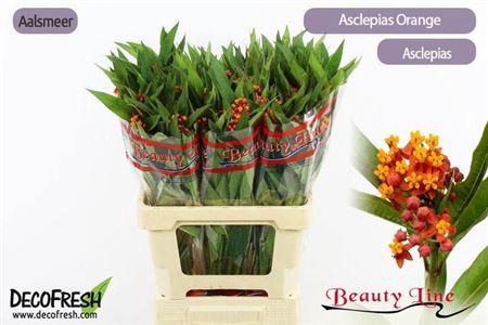 <h4>Ascl Incarnata Orange</h4>