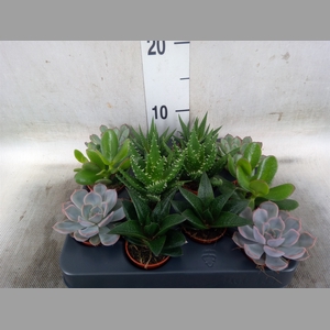 Succulents   ...mix 6