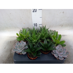 Succulents   ...mix 6