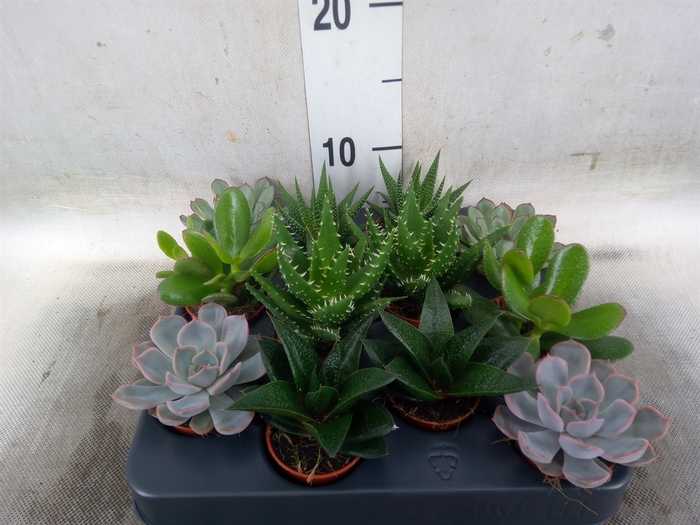 <h4>Succulents   ...mix 6</h4>