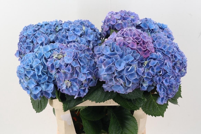 <h4>Hydr M My Riviera</h4>