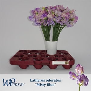 LATHYR MIST BLUE