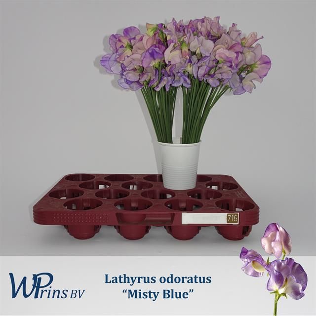 <h4>LATHYR MIST BLUE</h4>