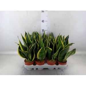 Sansevieria trifa. 'Futura Superba'