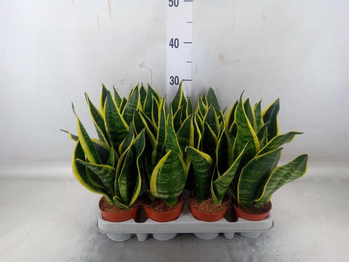 <h4>Sansevieria trifa. 'Futura Superba'</h4>