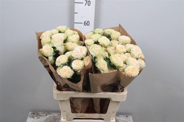 <h4>R Tr Summerrose</h4>