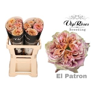 R GR EL PATRON