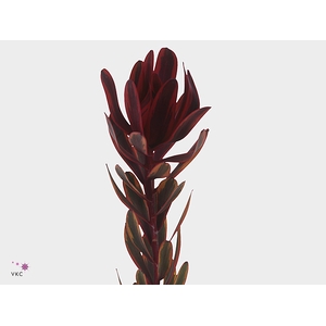 Leucadendron Jester