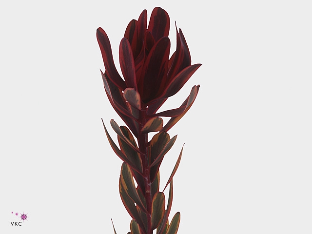 <h4>Leucadendron Jester</h4>
