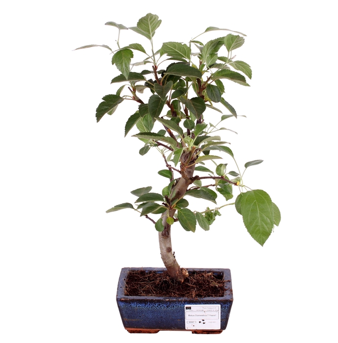 <h4>Bonsai Malus Domestica Keramiek</h4>