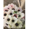 ANEM FANTASY PASTEL