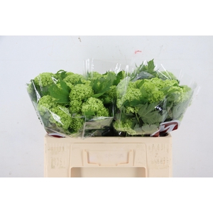 VIBURNUM ROSEUM ST 2-6 BALL