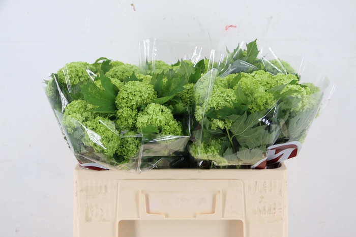 VIBURNUM ROSEUM ST 2-6 BALL