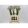 Allium Silverspring