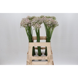 Allium Silverspring