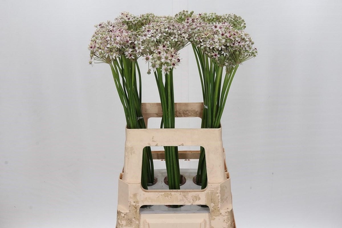 <h4>Allium Silverspring</h4>