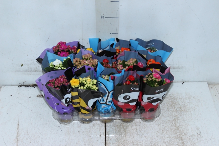 <h4>KAL. DOBRADO MINI P06</h4>