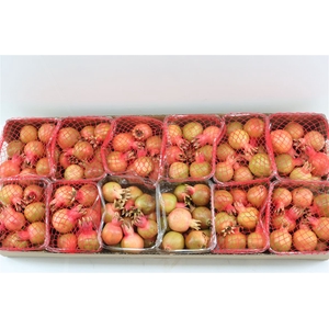 Sier Granaatappel Red X12 P Box
