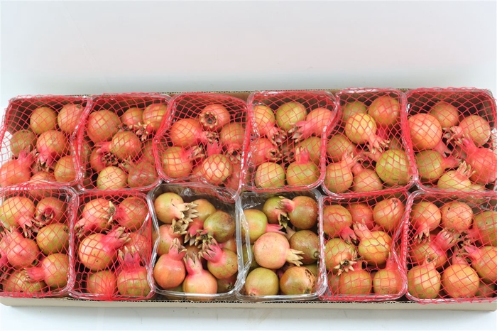 <h4>Sier Granaatappel Red X12 P Box</h4>