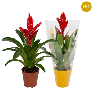 Vriesea Poelmani Anna Rood (Met Hoes)