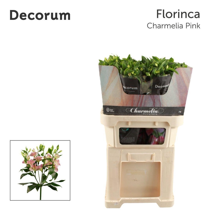 <h4>ALST FL CHARMELIA PINK ..</h4>