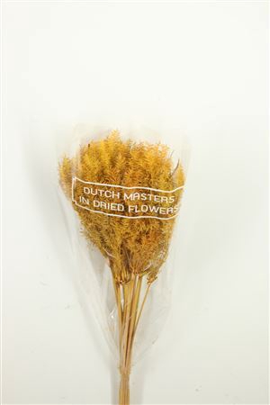 Dried Umbr. Plant Yellow Bunch