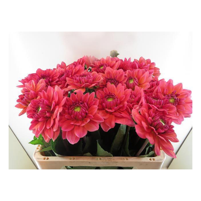 <h4>Dahl Dec Sal Runner</h4>