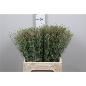 Saponaria Roze P Bos