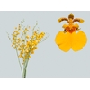 ONCIDIUM GOWER RAMSEY SUNKIST
